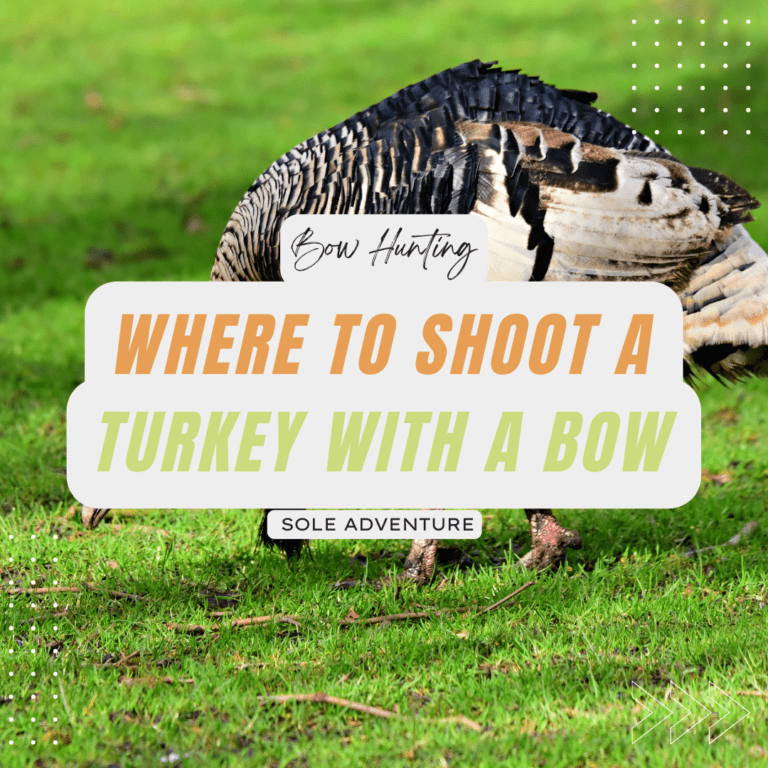 Shot Placement: Where to Shoot a Turkey with a Bow